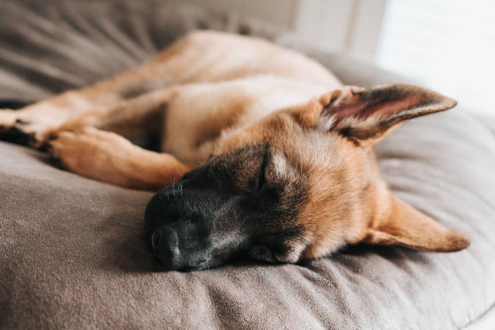Cute dog sleeping peacefully | Bible verses for when you can't sleep