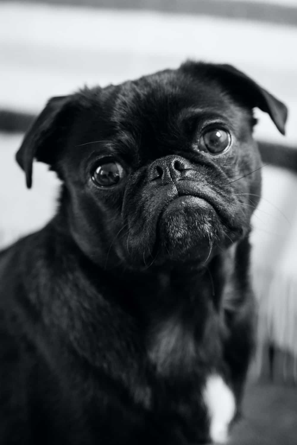 A pug dog wearing a sad expression | Bible verses for sadness and loneliness