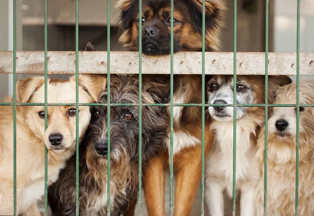 Sad dogs in a dog pound | Bible verses for alcohol addiction 