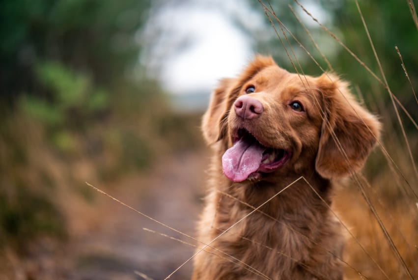Smiling dog | Stop worrying and Give Your Worries to God