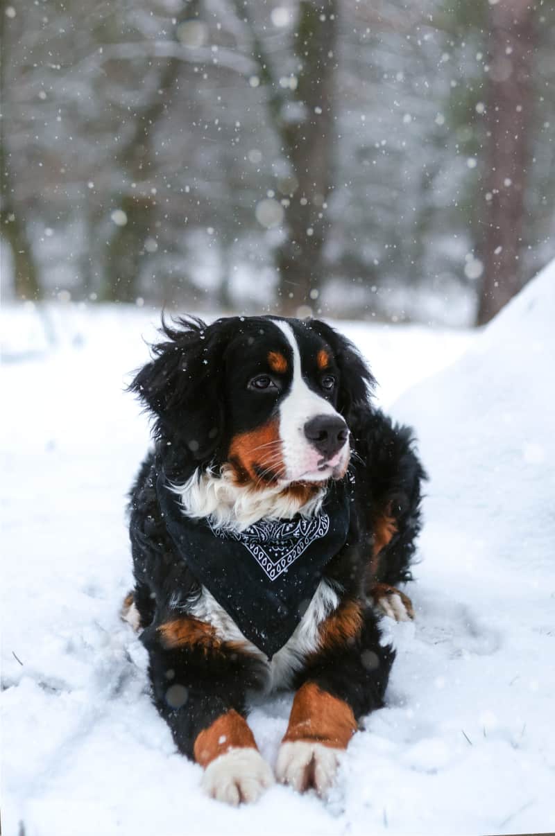 Bernese mountain dog stuck in the snow | Bible verses for hope in hard times 