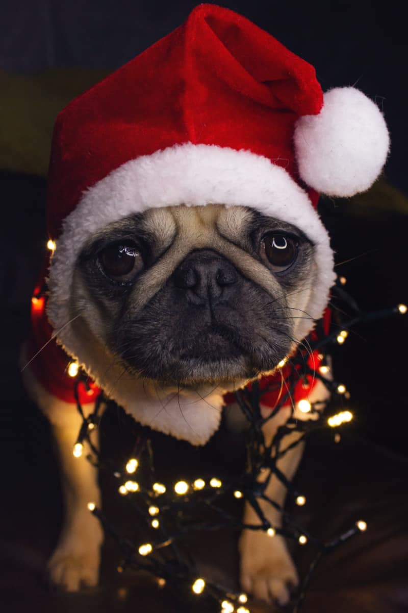 Pug dog in Santa hat and Christmas lights | How to survive seasonal depression during the holidays 